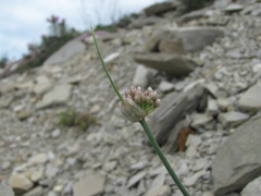 Allium psebaicum