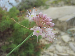 Allium psebaicum