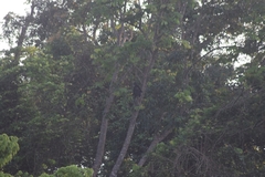 Cercopithecus nictitans