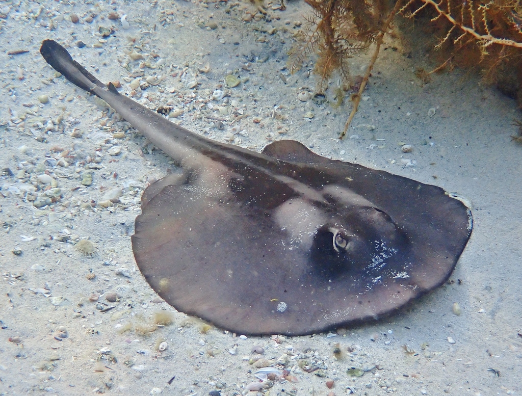 Striped Stingaree