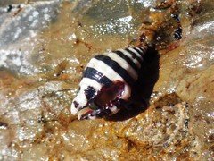 Engina zonalis
