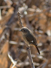Phoenicurus auroreus
