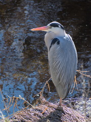 Ardea cinerea