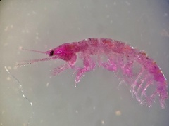 Kamakidae