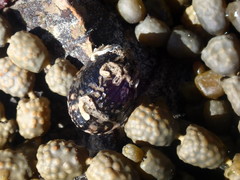 Nerita albicilla