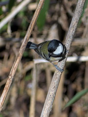 Parus minor