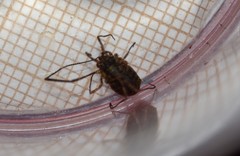 Lophopilio palpinalis