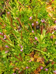 Epilobium confertifolium