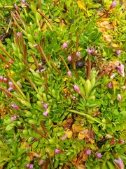 Epilobium confertifolium