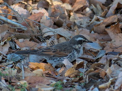 Turdus eunomus