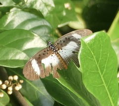 Pseudacraea