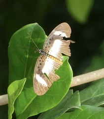 Pseudacraea