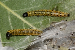 Archips rileyana