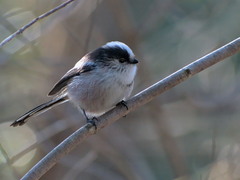 Aegithalos caudatus