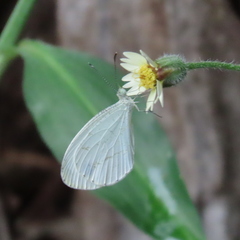 Leptosia alcesta