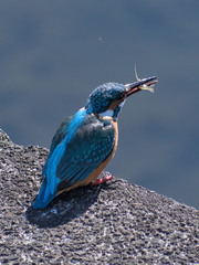 Alcedo atthis