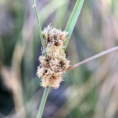 Cyperus gymnocaulos