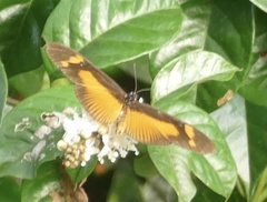 Acraea epaea