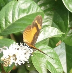 Acraea epaea