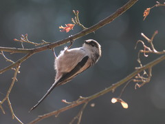 Aegithalos caudatus