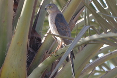 Accipiter badius