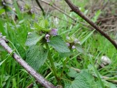 Lamium purpureum purpureum