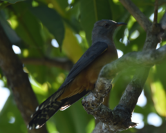 Cacomantis merulinus