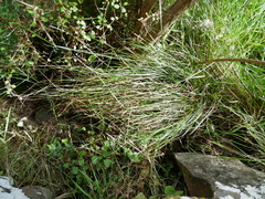 Carex cyanea