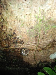 Opisthoporus corniculus