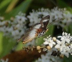 Pseudacraea