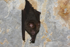 Hipposideros armiger