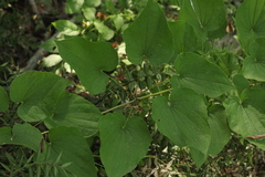 Dioscorea caucasica