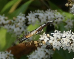Pseudacraea
