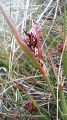 Luzula novae-cambriae