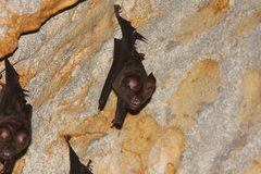 Hipposideros armiger