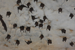 Hipposideros armiger