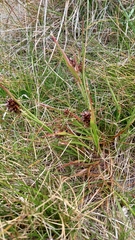 Luzula novae-cambriae