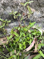 Persicaria debilis