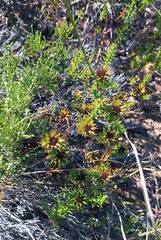 Oedera capensis