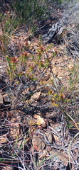 Oedera capensis