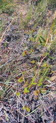 Oedera capensis