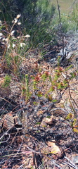 Oedera capensis