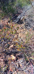 Oedera capensis