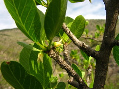 Bursera schlechtendalii