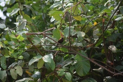 Chalcomitra fuliginosa