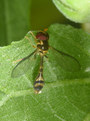 Allobaccha amphithoe