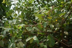 Chalcomitra fuliginosa