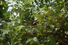 Chalcomitra fuliginosa