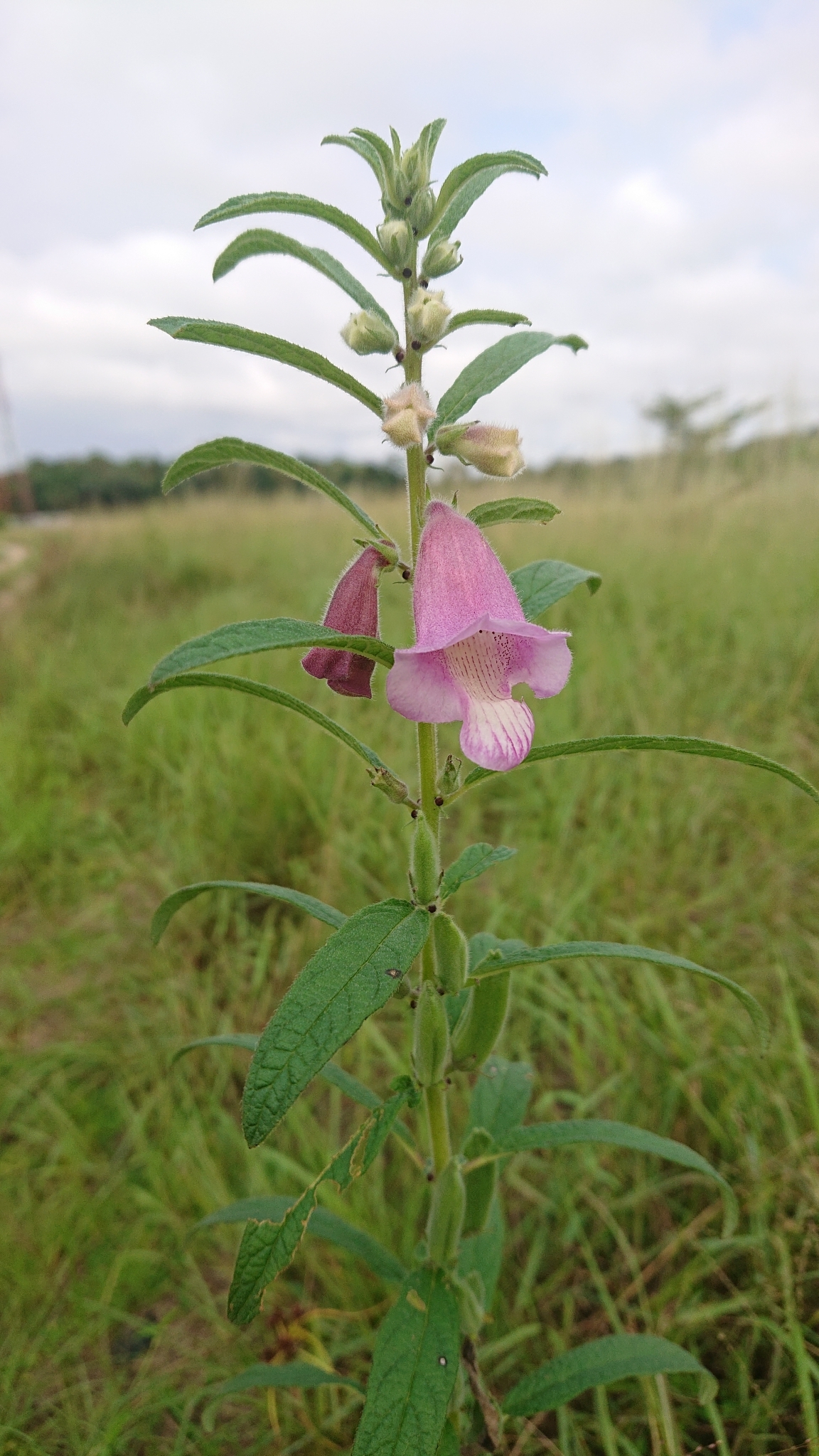 Sesamum radiatum