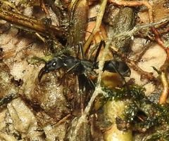 Neoponera apicalis